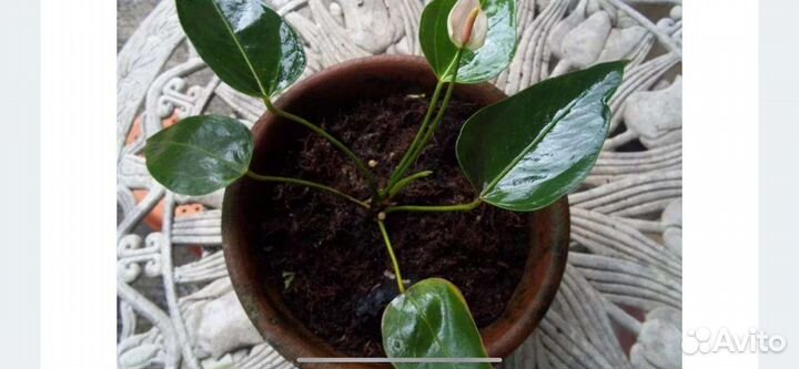 Цветок мужское счастье