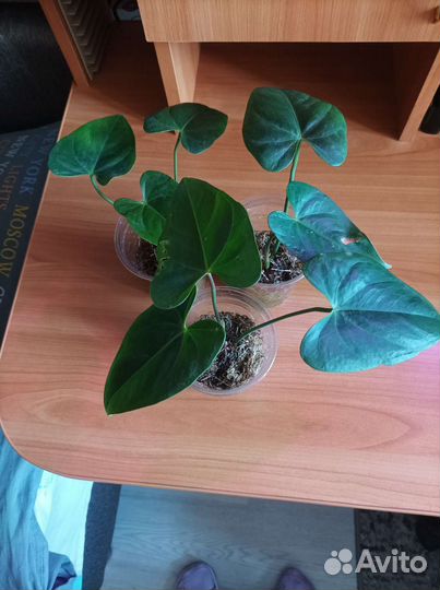 Комнатные цветы антуриум