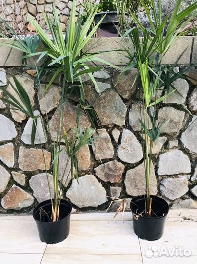 Пальма веерная