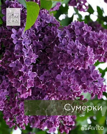 Саженцы Сирени