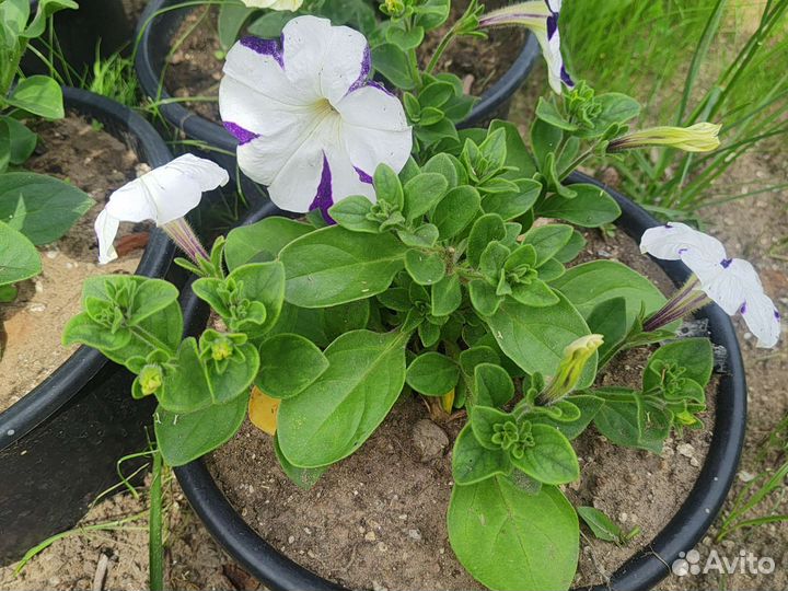 Петуния ампельная в горшке 5 и 10 литров