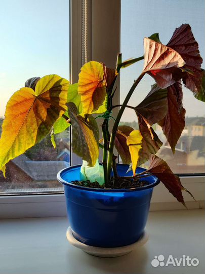 Бегония пятнистая