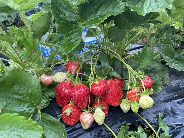 Участок 24 га (СНТ, ДНП)