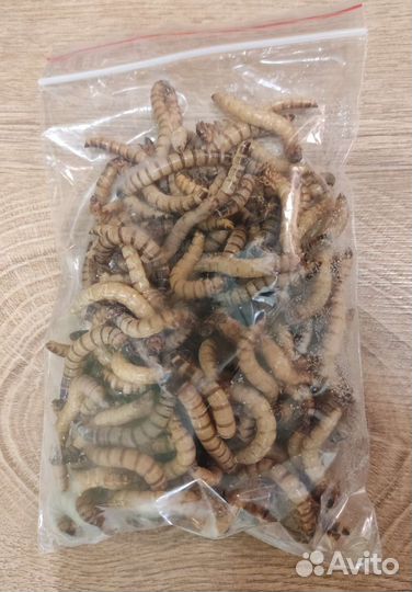 Зофобас (зоофобус, зоофобас ) живой, замороженый