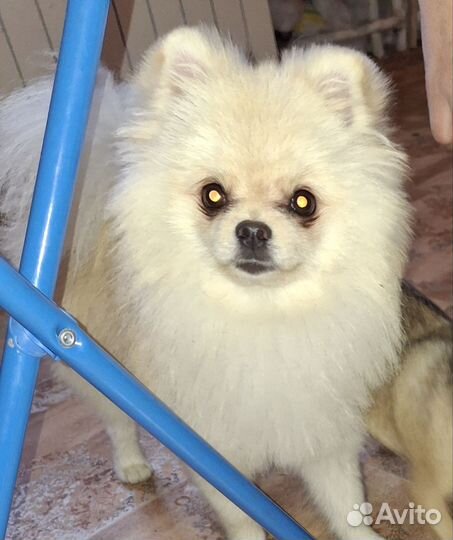 Шпиц ищет невесту