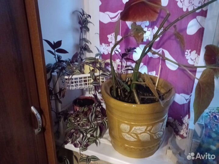 Цветок декабрист