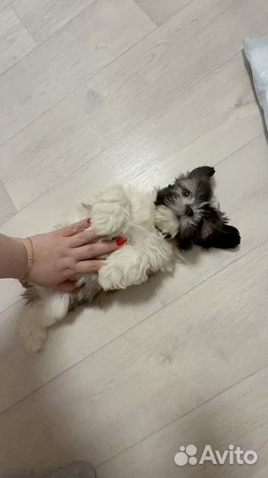 Щенки ши-тцу