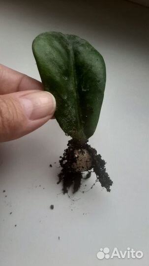 Замиокулькас листы с бульбой