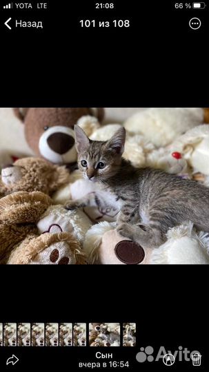 Котята