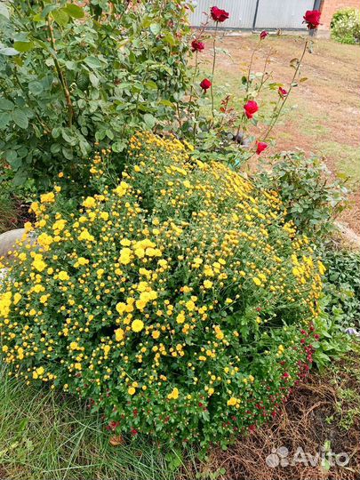 Хризантемы мультифлора маточник