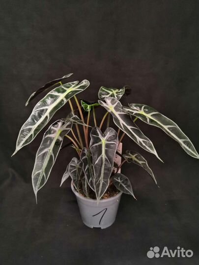 Алоказия бамбино 14/35