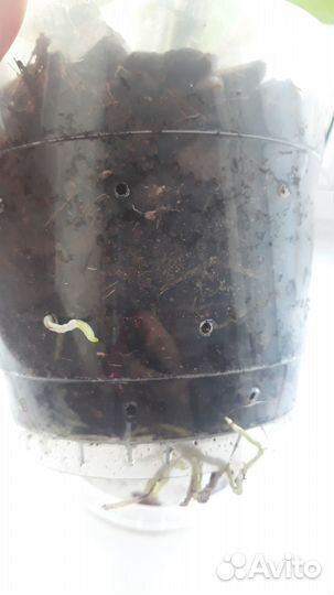 Орхидея дендробиум обмен на фаленопсис