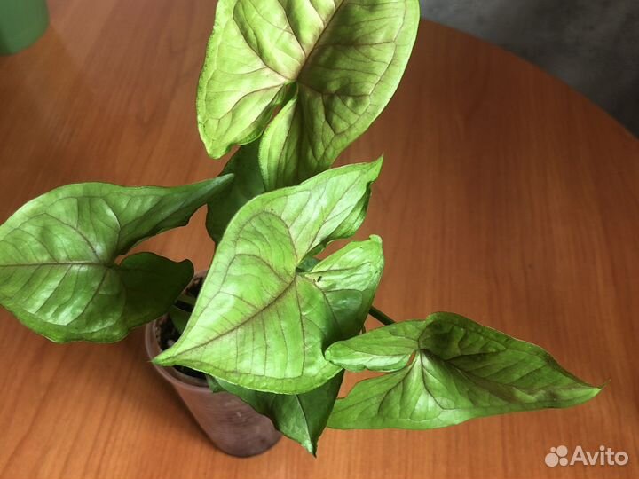 Сингониумы