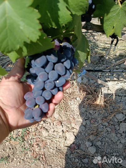 Виноград