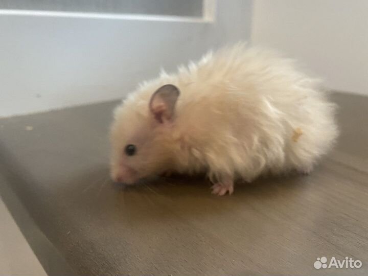 Сирийский хомяк