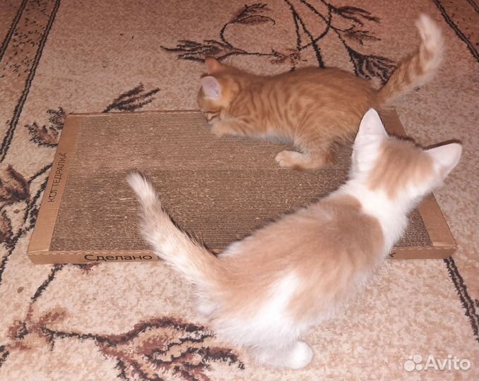 Котенок в добрые руки