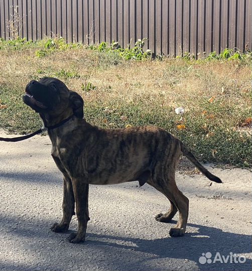 Щенки бульмастифа