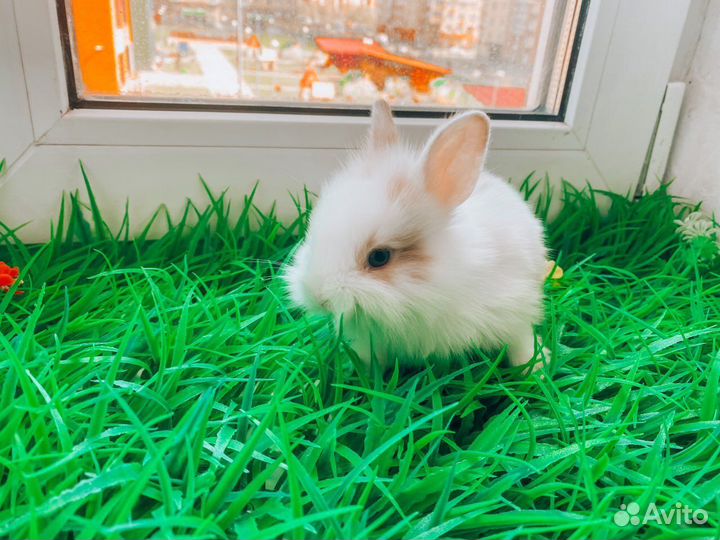 Мини карликовый кролик