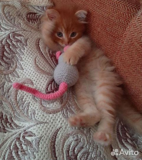 Персидский котенок