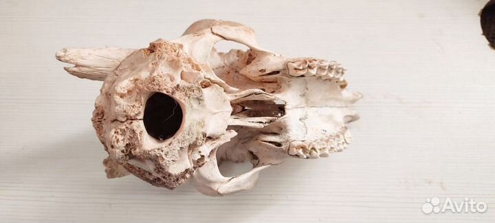 Череп козла