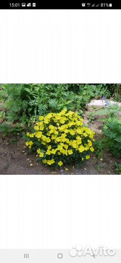 Энотера жёлтая