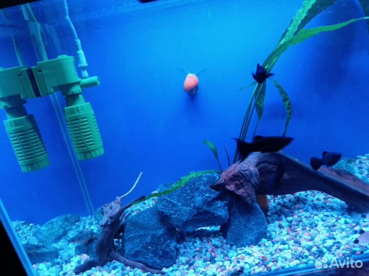 Аквариум