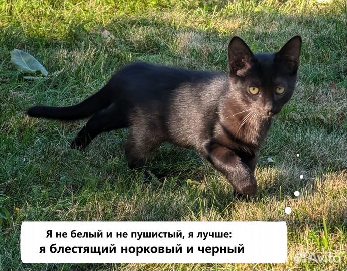 Котики в добрые руки