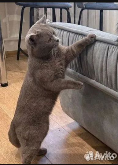 Шотландская вислоухая