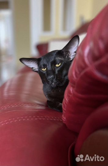 Ориентальный кот на вязку