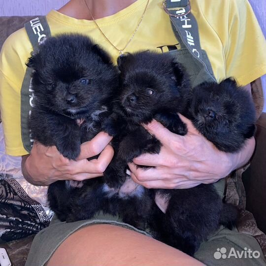 Немецкий шпиц