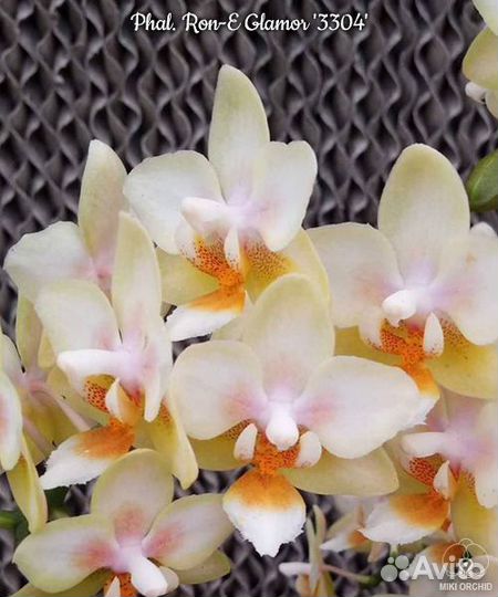 Орхидея Рон Гламур