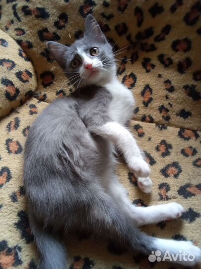 Котятки в добрые руки