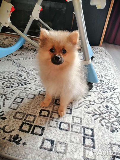 Шпиц 2 месяца