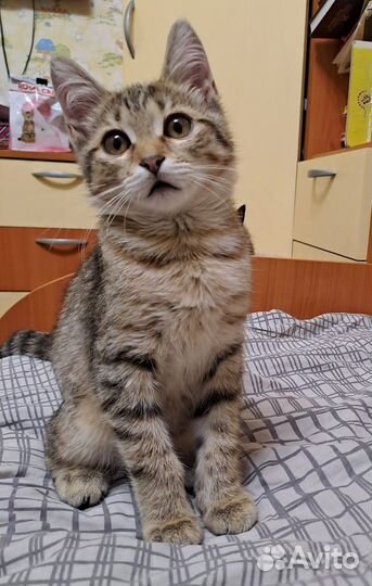 Котенок мальчик 4.5 мес