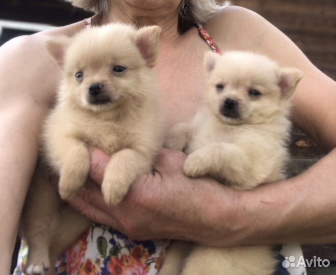 Миниатюрные собачки