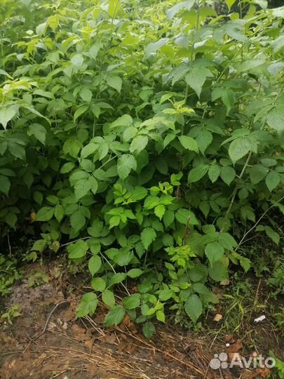 Саженцы малины