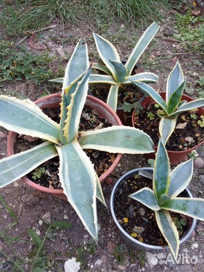 Агава вариегатная