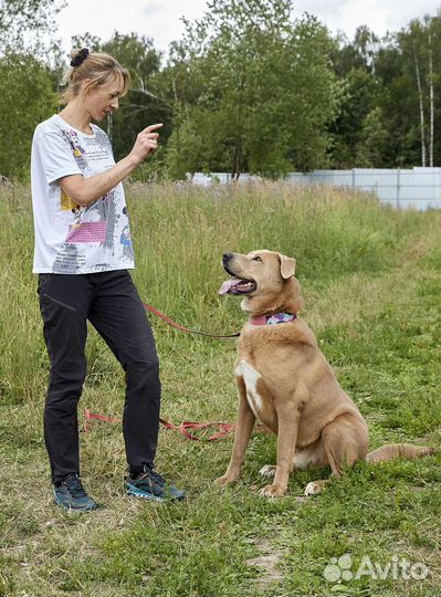 Эксклюзивный пёс в дар