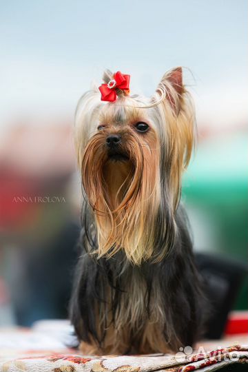 Йоркширский терьер девочка