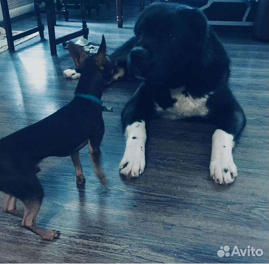 Вязка кобель