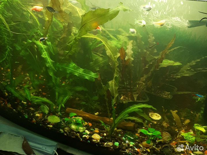 Аквариум