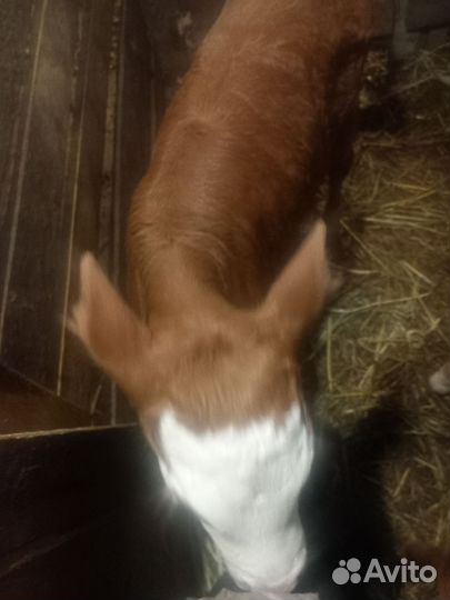 Телята телочки