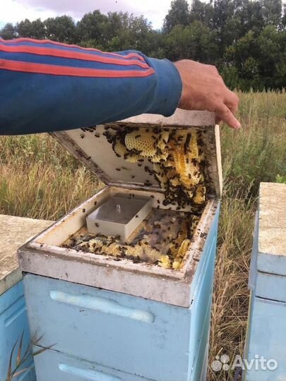 Продаются пчелы