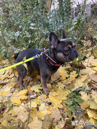 Вязка собак французский бульдог