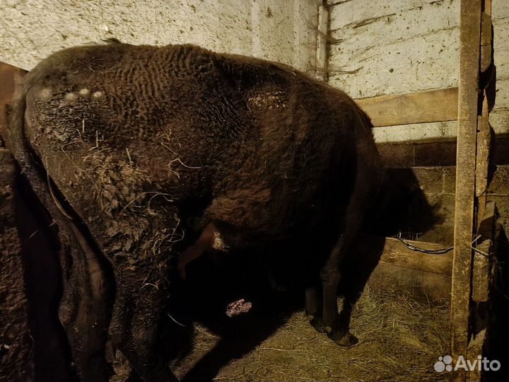 Корова дойная