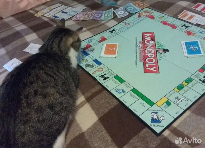 Передержка котов, кошек,собак