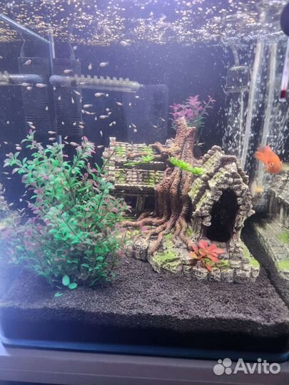 Мальки Цихлида Хромис Красавчик