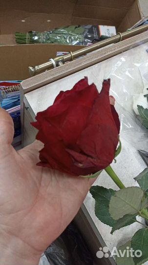Доставка роз цветов букетов в Омске