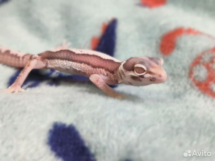 Геккон эублефар