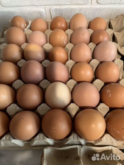 Куры молодки несушки